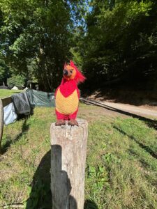 Phoenix im Sommerlager